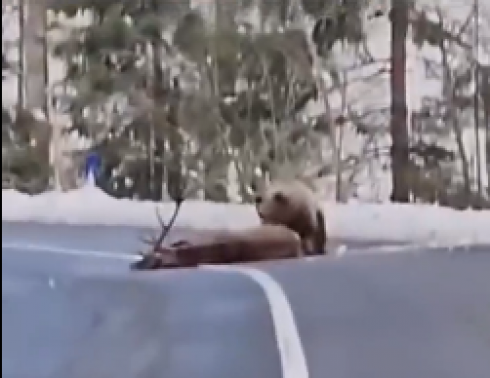 Il video di un orso che uccide un cervo: non solo simbolo di forza della natura ma segno dei cambiamenti climatici sulla fauna selvatica