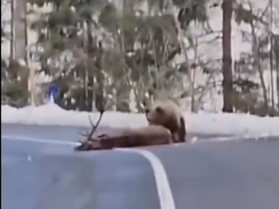 Il video di un orso che uccide un cervo: non solo simbolo di forza della natura ma segno dei cambiamenti climatici sulla fauna selvatica