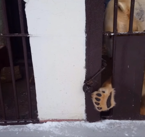 Russia, video divertente dallo zoo: un orso polare tenta la fuga