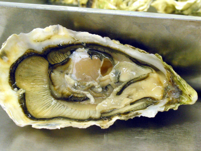 Allarme in Louisiana: due persone sono morte a causa di un’infezione da Vibrio vulnificus, noto come “batterio mangiacarne” dopo aver mangiato ostriche