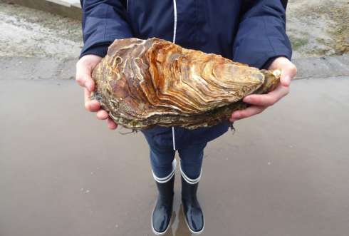 Francia: scoperta la più grande ostrica del mondo