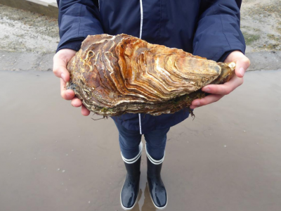 Francia: scoperta la più grande ostrica del mondo