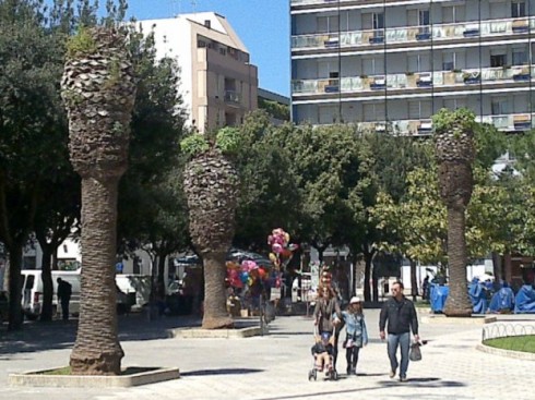 palme punteruolo rosso Piazza Mazzini Lecce