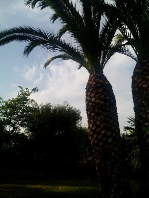 palme ed ulivo palme ed ulivo