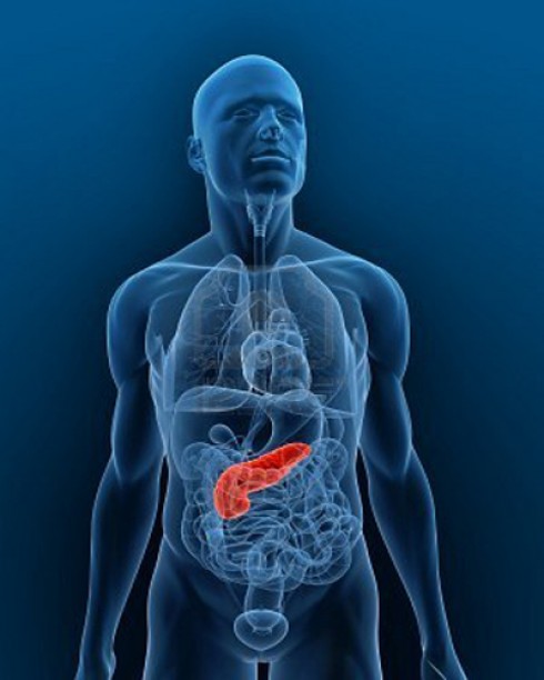pancreas artificiale
