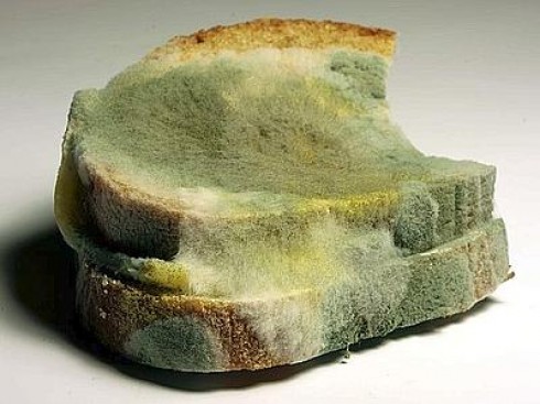 Pane ammuffito Pane ammuffito
