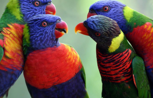 Orribile: pappagalli vivi contrabbandati chiusi in bottiglie di plastica. 