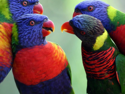 Orribile: pappagalli vivi contrabbandati chiusi in bottiglie di plastica. 