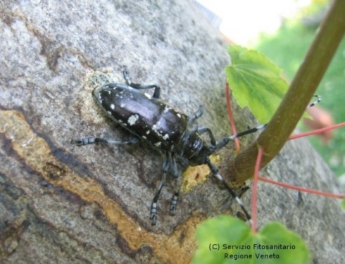 parassita anoplophora parassita anoplophora