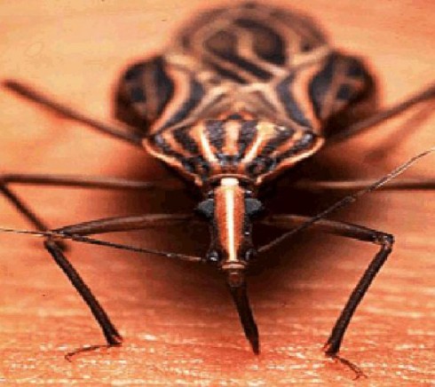 parassita parassita