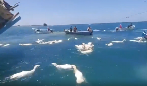 Centinaia di pecore cadute in mare dopo un naufragio salvate dai pescatori nello Yemen – Il video
