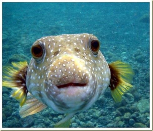 pesce palla pesce palla