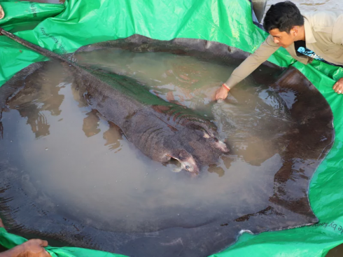 Cambogia: catturato il più grande pesce d'acqua dolce del mondo nel fiume Mekong