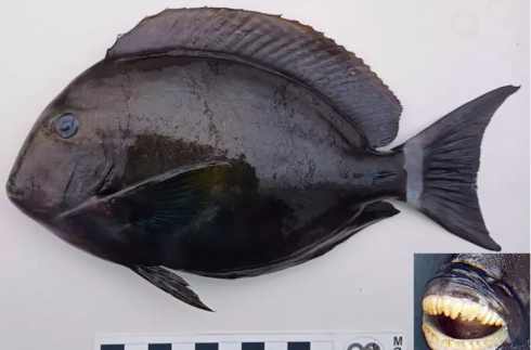 Pesce chirurgo originario dell’Indopacifico, è stato segnalato per la prima volta in acque italiane
