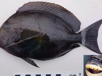 Pesce chirurgo originario dell’Indopacifico, è stato segnalato per la prima volta in acque italiane