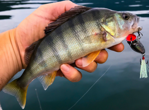 Plastiche nei laghi italiani: microplastiche nei pesci del Ceresio