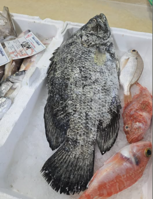 Specie aliene del mare, a Gallipoli pescato un pesce tropicale rarissimo