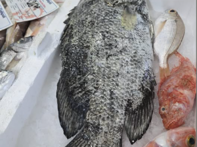 Specie aliene del mare, a Gallipoli pescato un pesce tropicale rarissimo