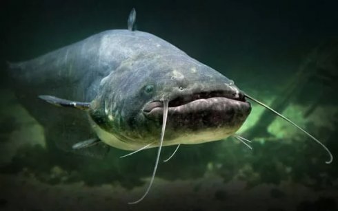 Pesce gatto di 90 chili come squalo ferisce i bagnanti