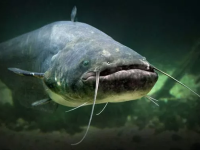 Pesce gatto di 90 chili come squalo ferisce i bagnanti