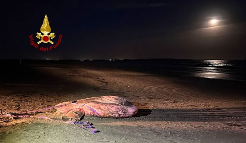 Pesce luna di circa una tonnellata spiaggiato a Venezia