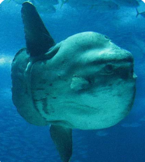 Salento,sembra uno squalo ma è un grande pesce luna - VIDEO