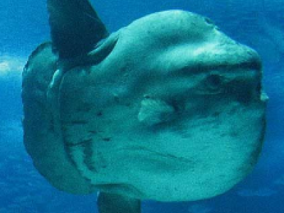 Salento,sembra uno squalo ma è un grande pesce luna - VIDEO