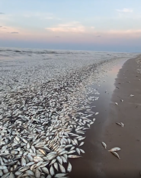 Texas, migliaia di pesci morti sulla spiaggia dalla foce del fiume Brazos lungo tutta la costa per miglia diretti a est sulla spiaggia di Bryan e Quintana di Freeport