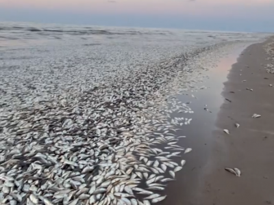 Texas, migliaia di pesci morti sulla spiaggia dalla foce del fiume Brazos lungo tutta la costa per miglia diretti a est sulla spiaggia di Bryan e Quintana di Freeport