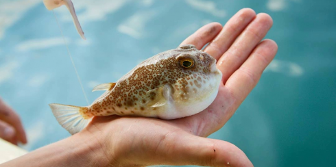 Muore 35 giorni dopo avere mangiato un pesce palla