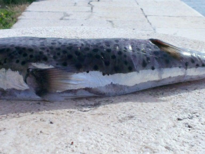 Pesce Palla Argenteo letale per l’uomo catturato nell’Alto Adriatico