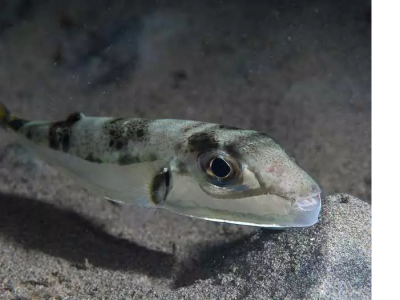 Allarme Mediterraneo: spunta un nuovo pesce invasivo capace di amputare le dita