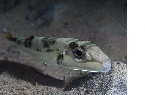 Allarme Mediterraneo: spunta un nuovo pesce invasivo capace di amputare le dita