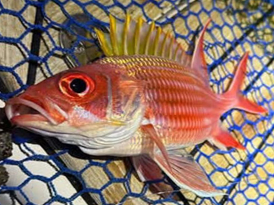 Specie aliene del mare, catturato in Adriatico un'altra nuova specie, il pesce scoiattolo