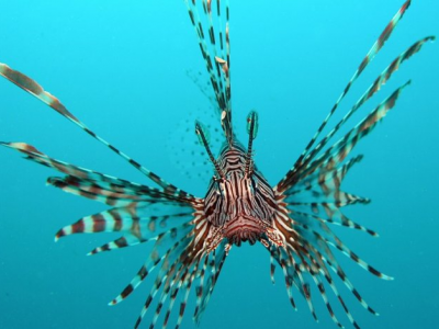 Il Pesce Scorpione che minaccia la biodiversità nel Mediterraneo è arrivato nelle acque italiane