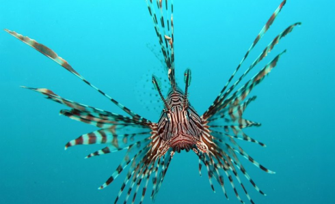 Il Pesce Scorpione che minaccia la biodiversità nel Mediterraneo è arrivato nelle acque italiane