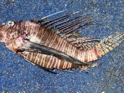 Specie aliene del mare, a Torre Pali pescato un pesce tropicale velenoso
