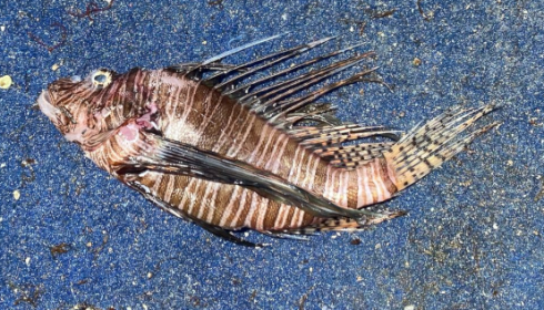 Specie aliene del mare, a Torre Pali pescato un pesce tropicale velenoso