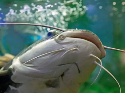 Incubo in un lago bavarese per un altro attacco di un pesce gatto gigante