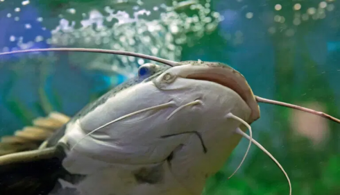 Incubo in un lago bavarese per un altro attacco di un pesce gatto gigante