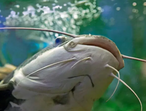 Incubo in un lago bavarese per un altro attacco di un pesce gatto gigante