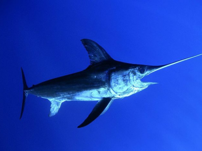 Sardegna, pesce spada nuota tra i bagnanti a pochi metri dalla riva: il video