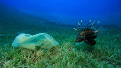 pesce e busta di plastica pesce e busta di plastica