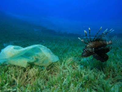 pesce e busta di plastica