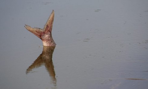 pesce morto pesce morto