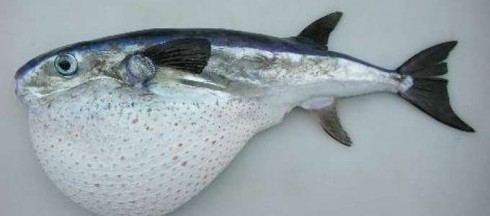 pesce palla pesce palla