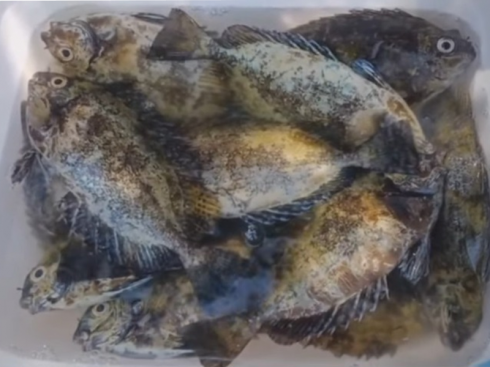 Specie aliene del mare, a Gallipoli catturati diversi pesci coniglio