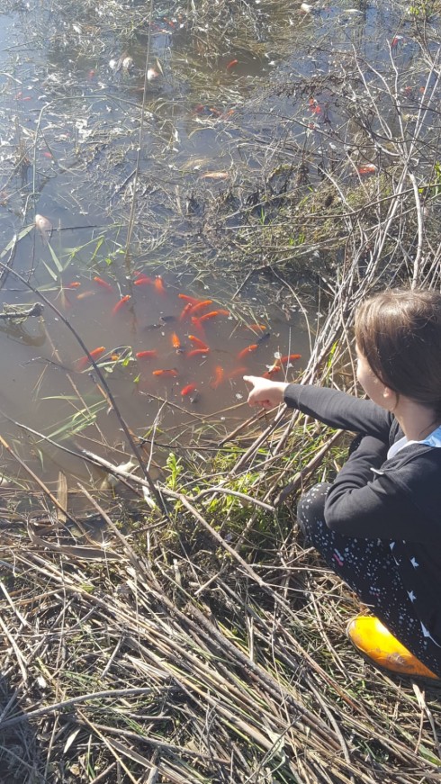 Specie aliene invasive. Fenomeno eccezionale nel Salento: migliaia di pesci rossi riversati nelle campagne adiacenti ai Bacini di Ugento dopo l'ultima grande ondata di maltempo