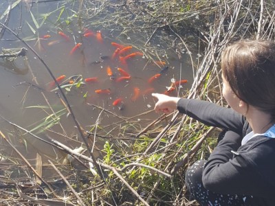 Specie aliene invasive. Fenomeno eccezionale nel Salento: migliaia di pesci rossi riversati nelle campagne adiacenti ai Bacini di Ugento dopo l'ultima grande ondata di maltempo