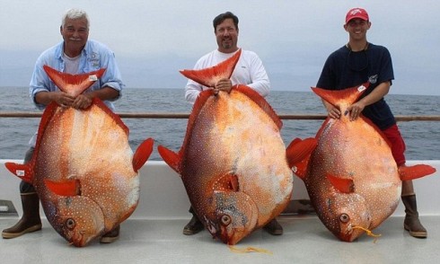 pesce pesce